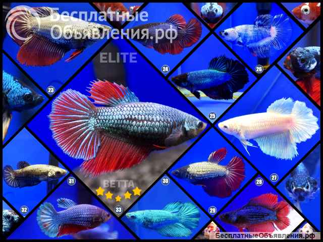 Рыбка петушок самка Халф Мун