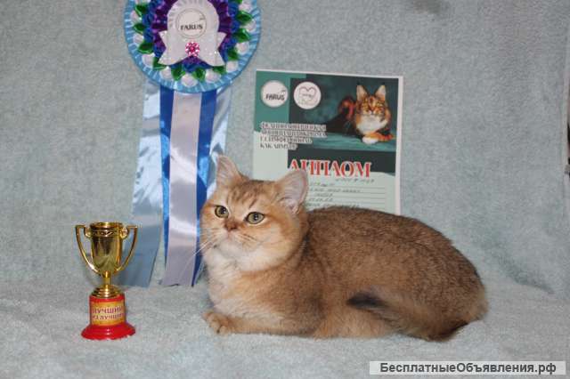 Шотланская девочка, кошечка Мейн-кун