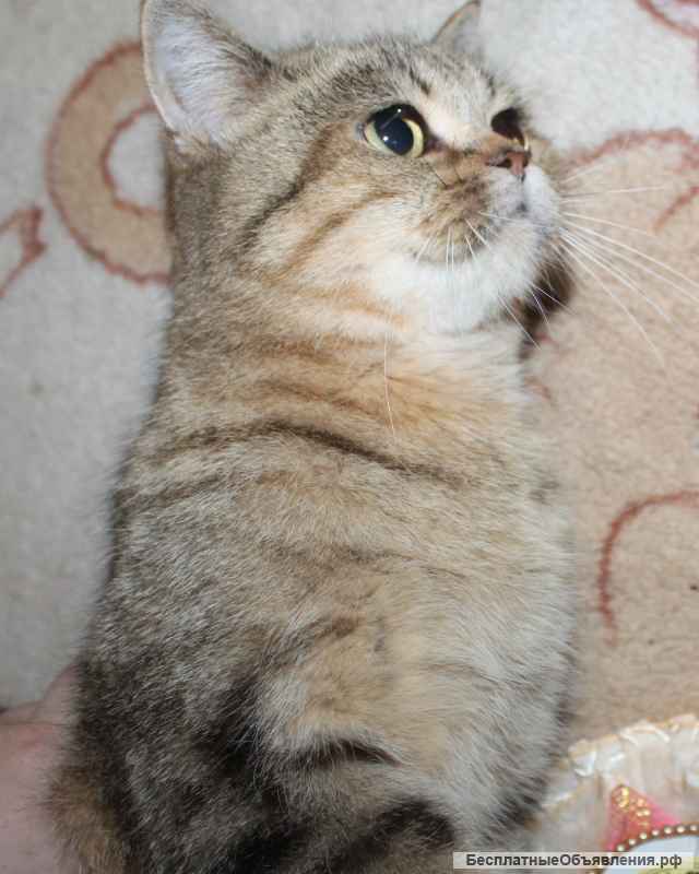 Шотланская девочка, кошечка Мейн-кун