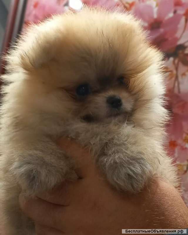 Шпицемишки