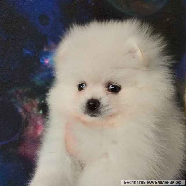 Шпицемишки