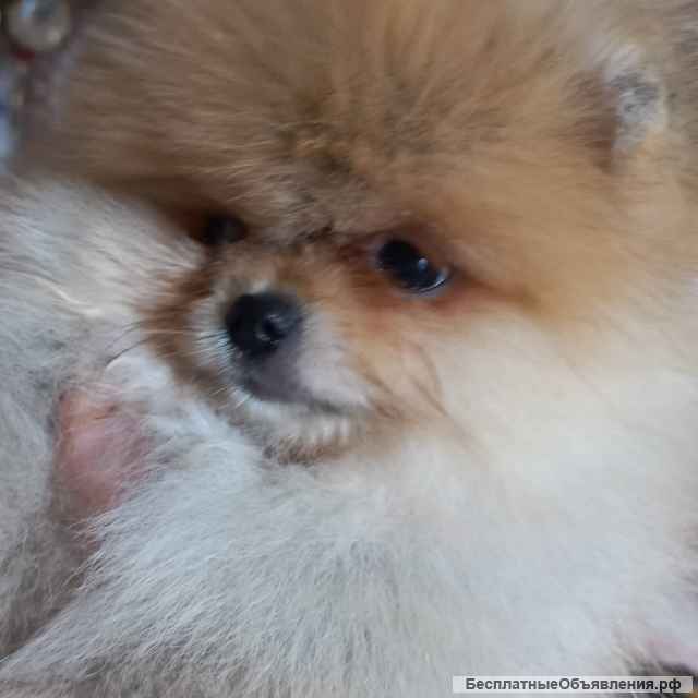 Шпицемишки