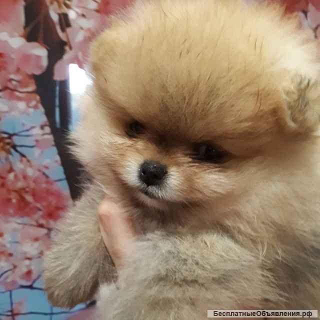 Шпицемишки