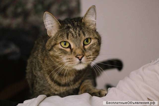 Самый добрый кот в хорошие руки