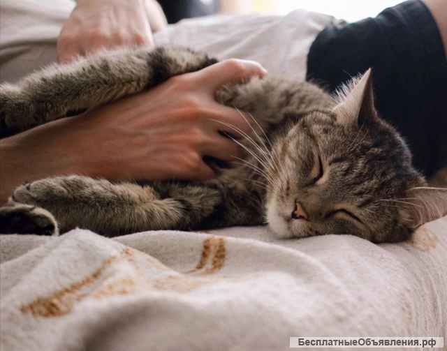 Самый добрый кот в хорошие руки