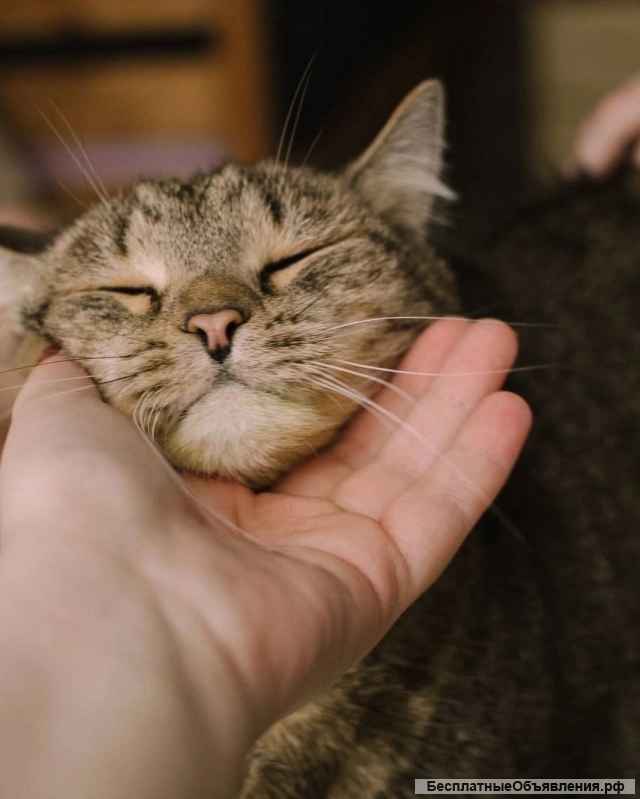 Самый добрый кот в хорошие руки