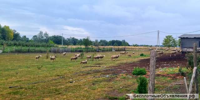 Загородная усадьба с виноградником и прудом в Сербии