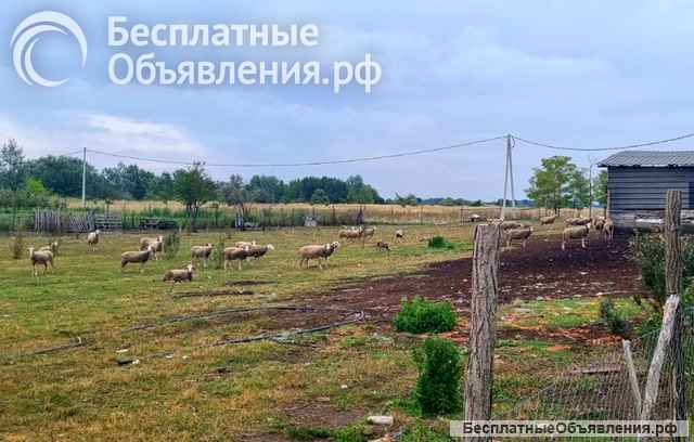 Загородная усадьба с виноградником и прудом в Сербии