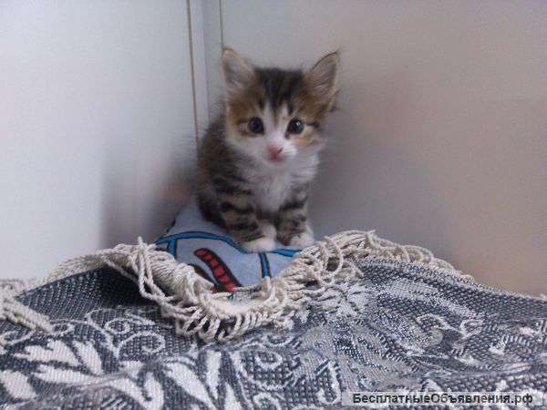 Отдам Очаровательных Сибирских Котят в Добрые Хорошие руки