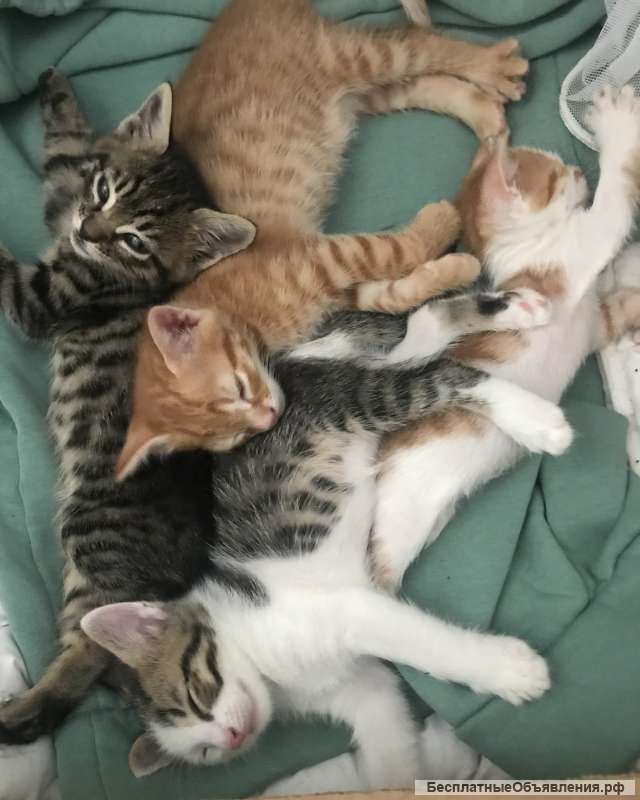 Отдам в добрые руки котят от домашней кошки