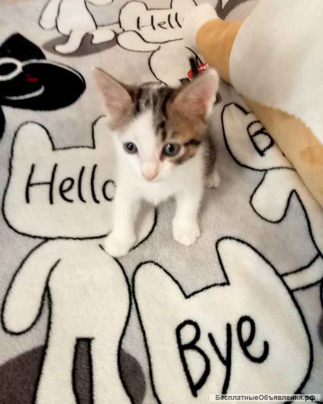 Отдам в добрые руки котят от домашней кошки