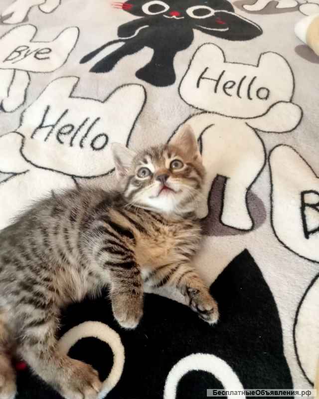 Отдам в добрые руки котят от домашней кошки