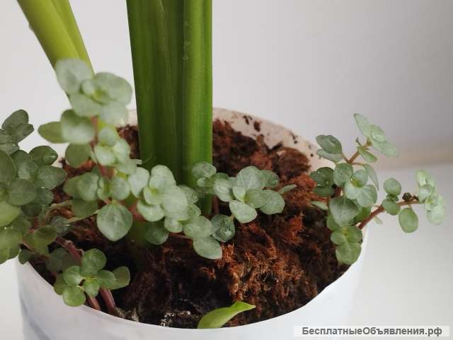 Спатифиллум