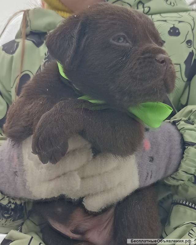 Крепкие зимние щенки шоколадные лабрадоры