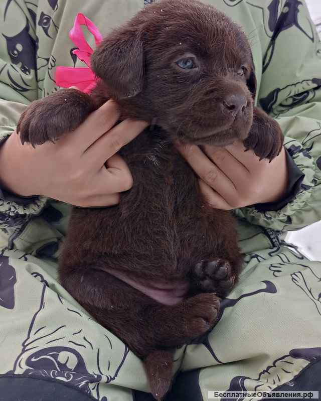 Крепкие зимние щенки шоколадные лабрадоры