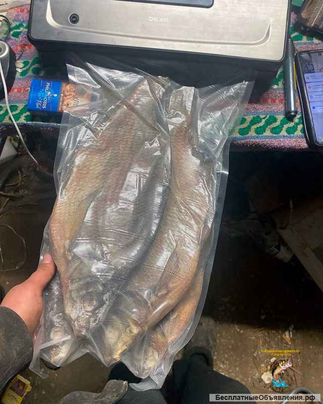 Сорожка сушеная и вяленая в Ульяновске по цене 350 руб./кг.