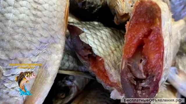 Сорожка сушеная и вяленая в Ульяновске по цене 350 руб./кг.