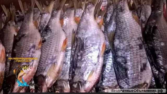 Сорожка сушеная и вяленая в Ульяновске по цене 350 руб./кг.