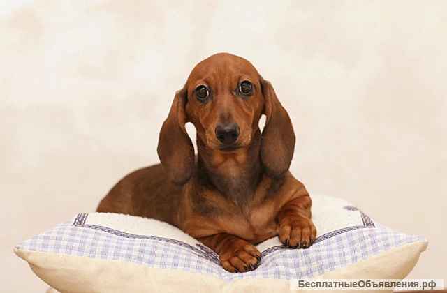 Щенок таксы миниатюрной, девочка