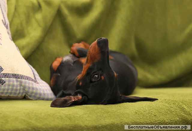 Такса миниатюрная, мальчик