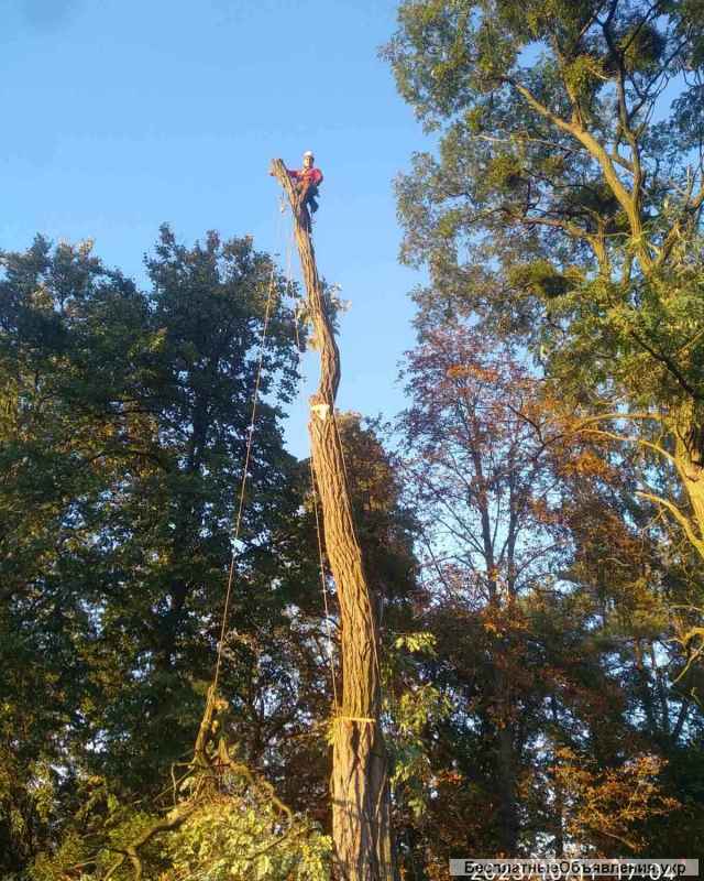 Спил дерев Київ