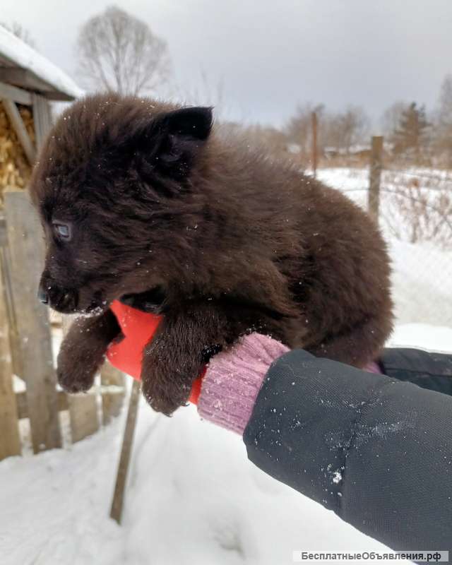 Щенята лайки