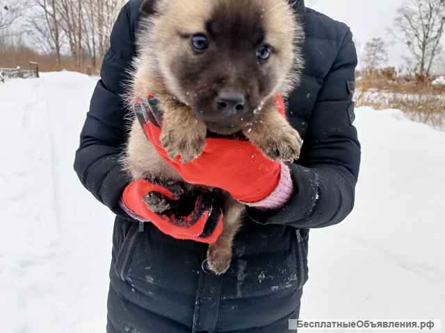 Щенята лайки