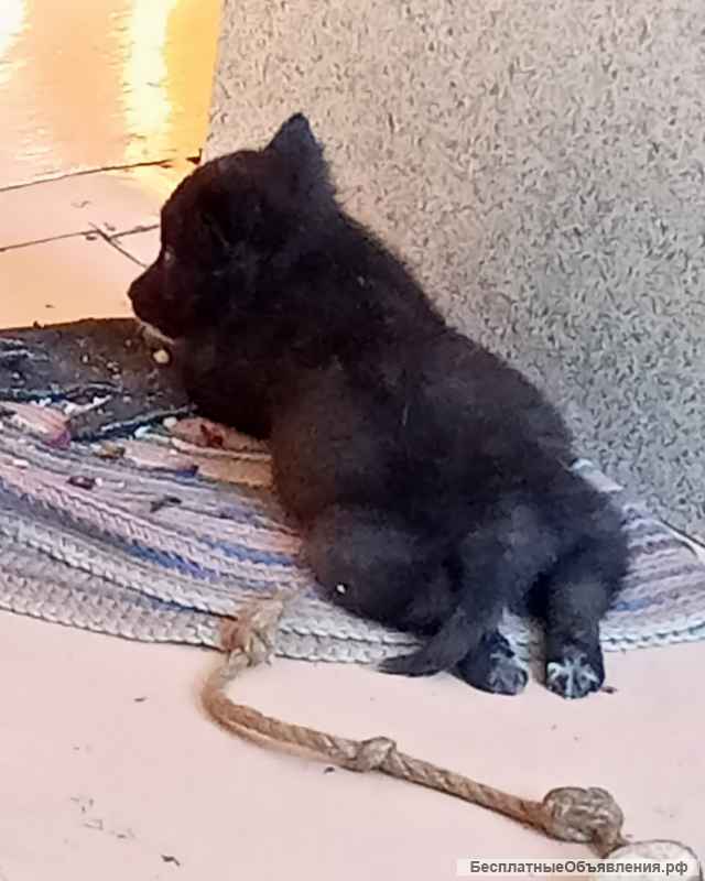 Щенята лайки