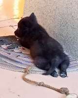 Щенята лайки