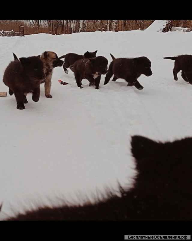 Щенята лайки