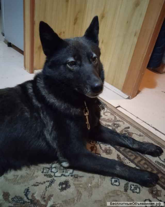 Щенята лайки