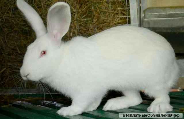 Кролики. Продам недорого, или обменяюсь на кроликов или птицу.