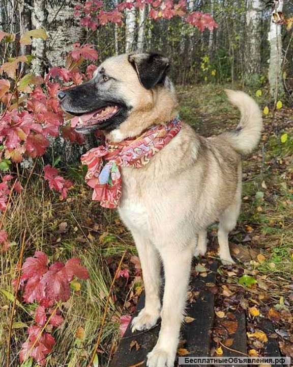 Очень добрый и общительный молодой пес Грэм в добрые руки