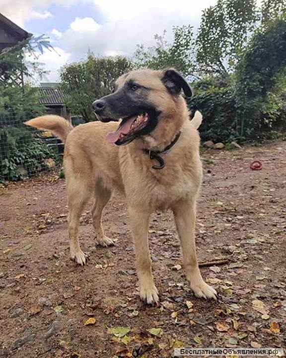 Очень добрый и общительный молодой пес Грэм в добрые руки