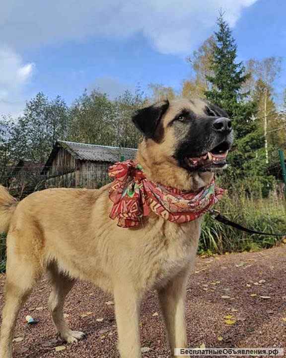 Очень добрый и общительный молодой пес Грэм в добрые руки