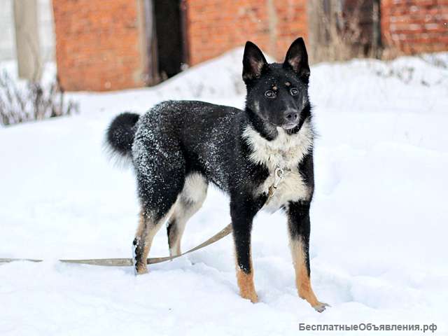 Самый лучший компаньон, молодая собака Бэлла в добрые руки