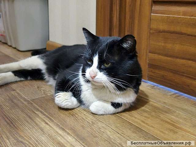 Добрый, очень ласковый котик ищет дом