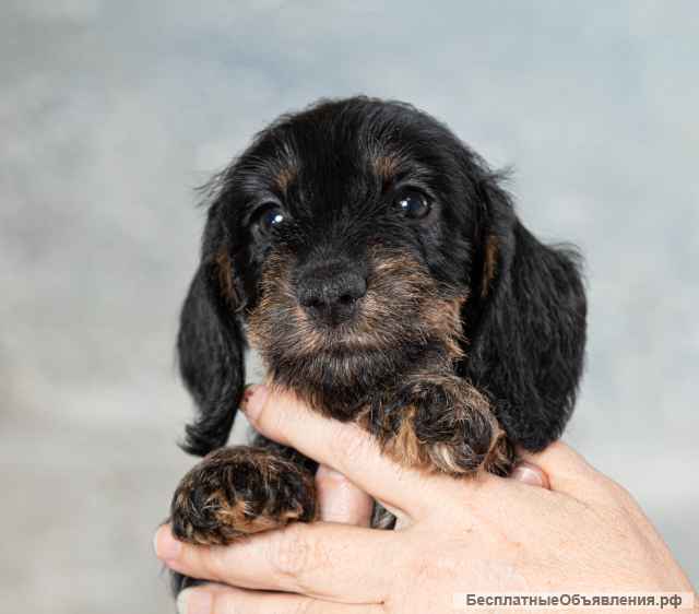 Щенок таксы мини жесткошерстной, девочка