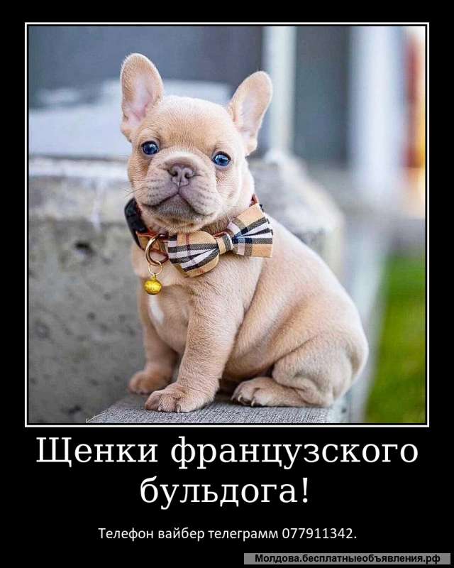 Лучший Новогодний подарок это щенок французкого бульдога