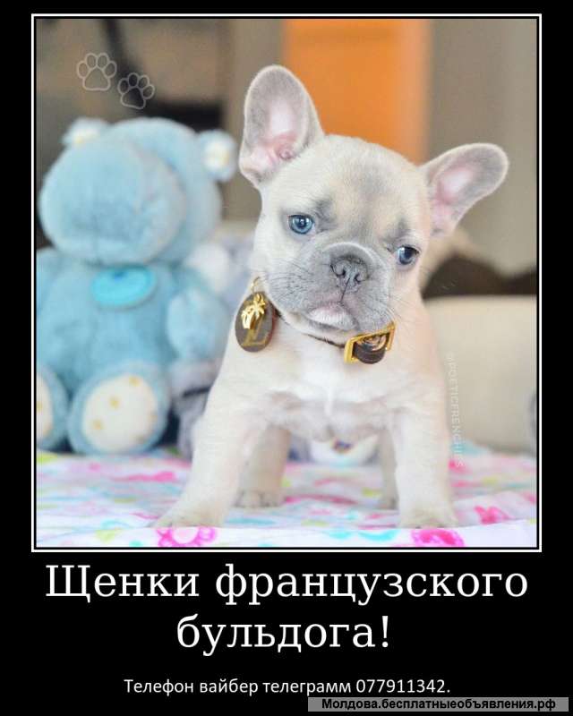 Лучший Новогодний подарок это щенок французкого бульдога