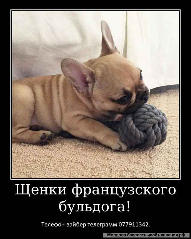 Лучший Новогодний подарок это щенок французкого бульдога