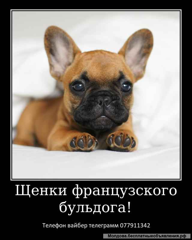 Лучший Новогодний подарок это щенок французкого бульдога