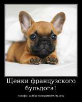 Лучший Новогодний подарок это щенок французкого бульдога