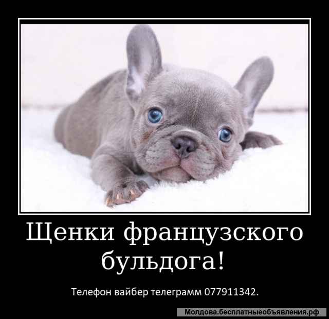 Лучший Новогодний подарок это щенок французкого бульдога