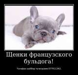 Лучший Новогодний подарок это щенок французкого бульдога