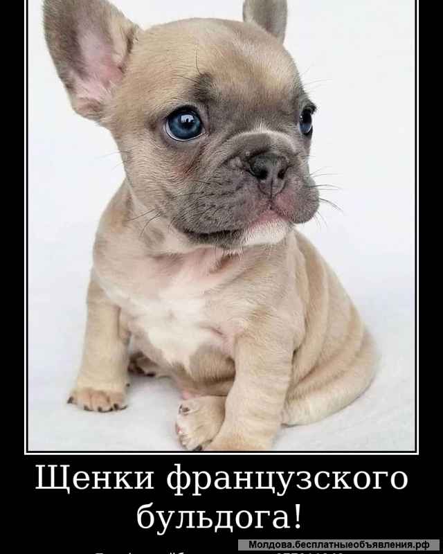 Лучший Новогодний подарок это щенок французкого бульдога