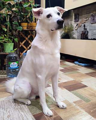 Великолепный Плюш, красивый домашний пес в добрые руки