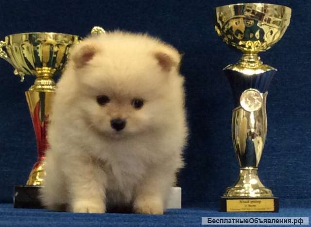 Маленький комочек счастья