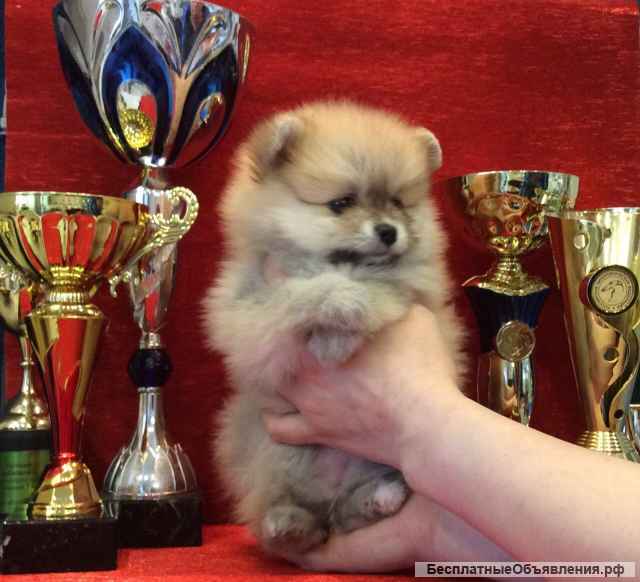 Маленький комочек счастья