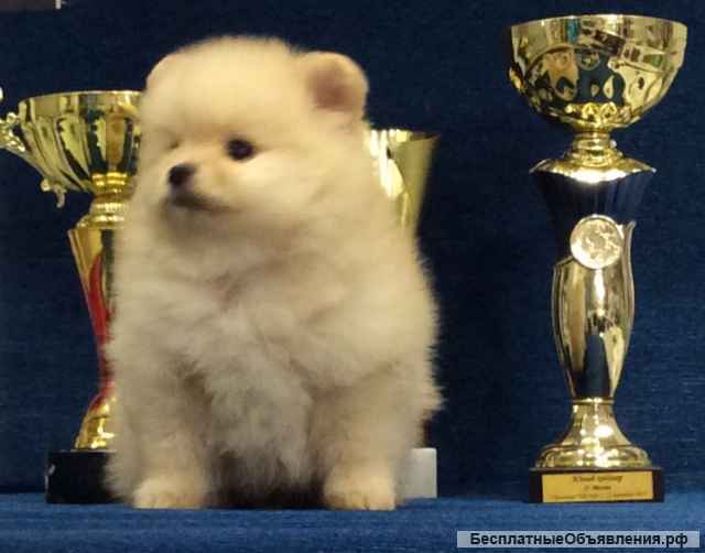 Маленький комочек счастья